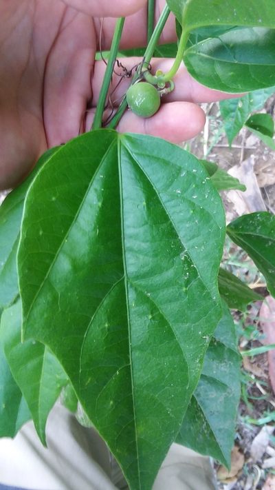 Passiflora auriculata, photographed by Ramon and Suzanne Vargas