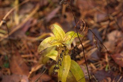 Gentiana cruciata, photographed by Вячеслав Юсупов