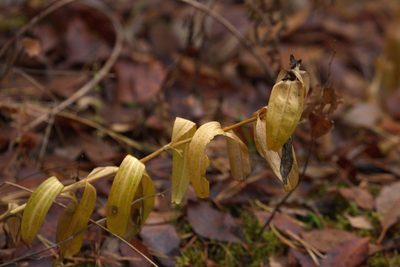Gentiana cruciata, photographed by Вячеслав Юсупов