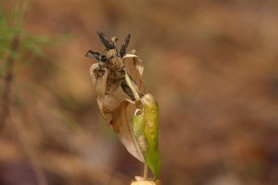 Gentiana cruciata, photographed by Вячеслав Юсупов