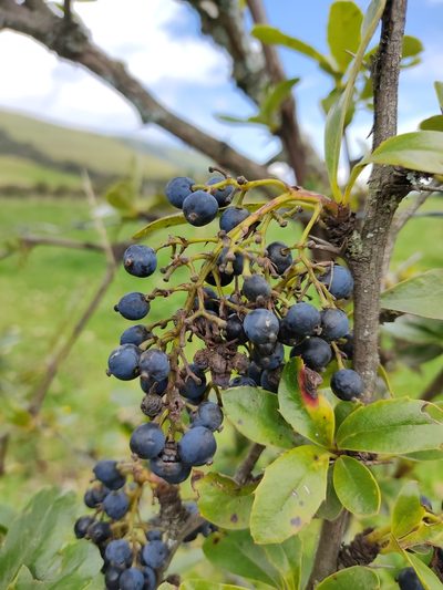 Berberis hallii, photographed by sandy-espinozaf
