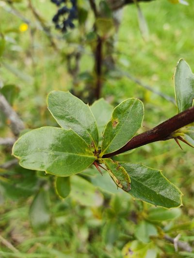 Berberis hallii, photographed by sandy-espinozaf