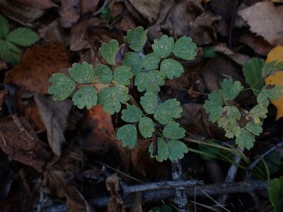 Thalictrum venulosum, photographed by Mary Krieger