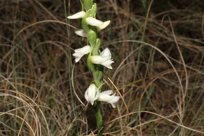 Spiranthes magnicamporum, photographed by Reid Hardin