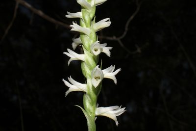 Spiranthes magnicamporum, photographed by Reid Hardin