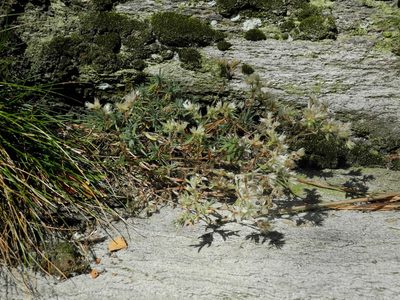 Paronychia argyrocoma, photographed by Michael J. Papay