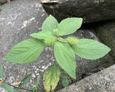 Acalypha arvensis, photographed by natalie