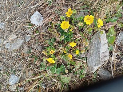 Potentilla aurea, photographed by Lucie Karna