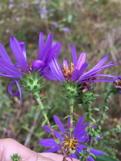 Symphyotrichum grandiflorum, photographed by Becky Dill
