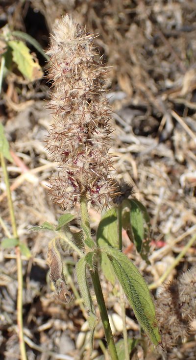 Cyathula orthacantha, photographed by Robert Taylor