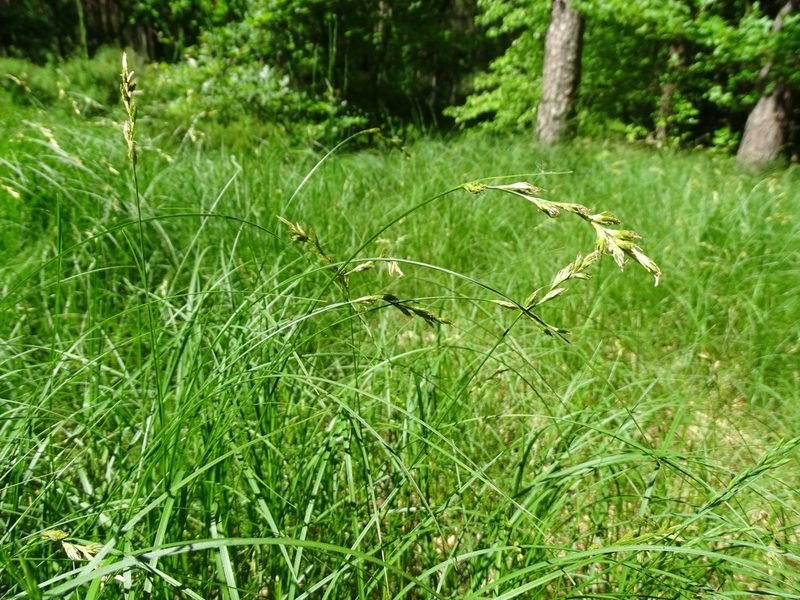 Carex pseudobrizoides, photographed by Grzegorz Grzejszczak