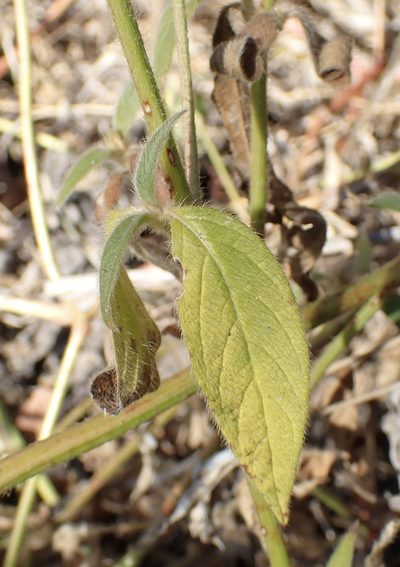 Cyathula orthacantha, photographed by Robert Taylor