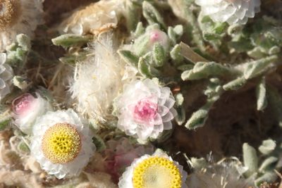 Helichrysum argyrosphaerum, photographed by Robert Taylor