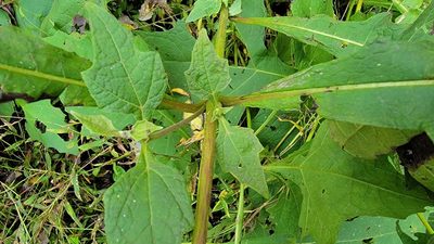 Smallanthus uvedalia, photographed by Troi Perkins