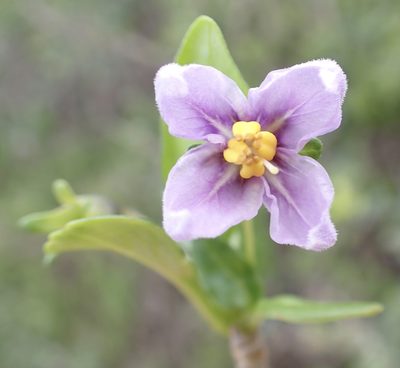 Solanum guineense, photographed by Robert Taylor