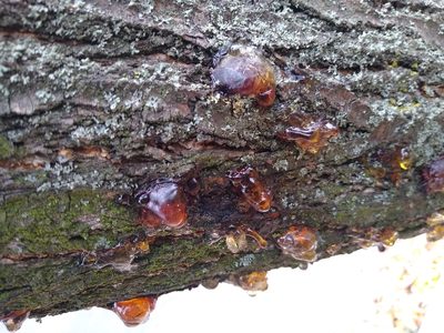 Prunus armeniaca, photographed by Anna Petrosyan