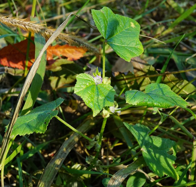 Malva verticillata, photographed by Patrick Hacker
