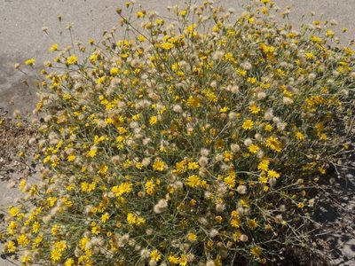 Xanthisma spinulosum, photographed by Elliott Gordon