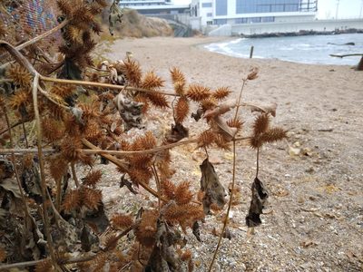 Xanthium orientale, photographed by Anna Petrosyan