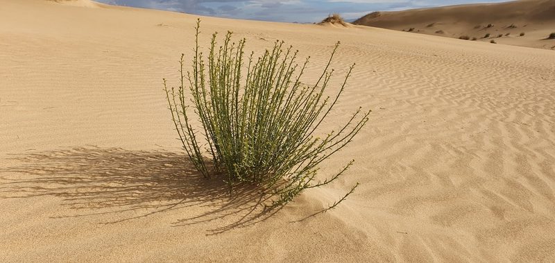 Euphorbia guyoniana, photographed by Mehdi Chetibi