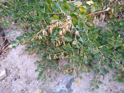 Zygophyllum fabago, photographed by Anna Petrosyan