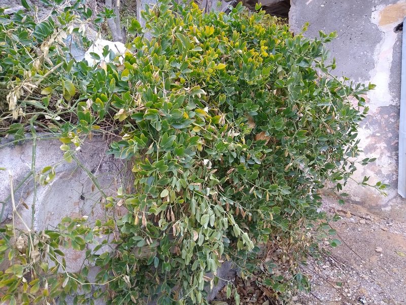 Zygophyllum fabago, photographed by Anna Petrosyan