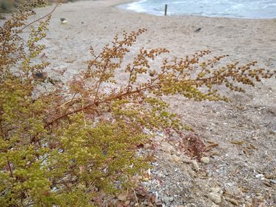 Artemisia annua, photographed by Anna Petrosyan