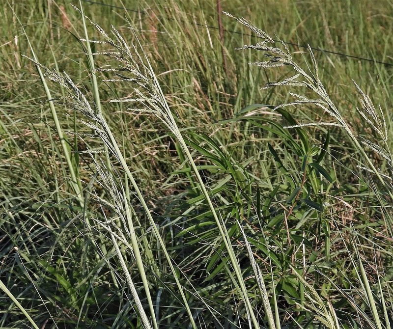 Paspalum plicatulum, photographed by Hugo Hulsberg