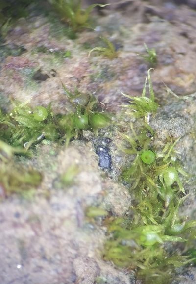 Ephemerum recurvifolium, photographed by George Greiff
