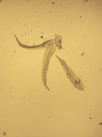 Ephemerum recurvifolium, photographed by George Greiff