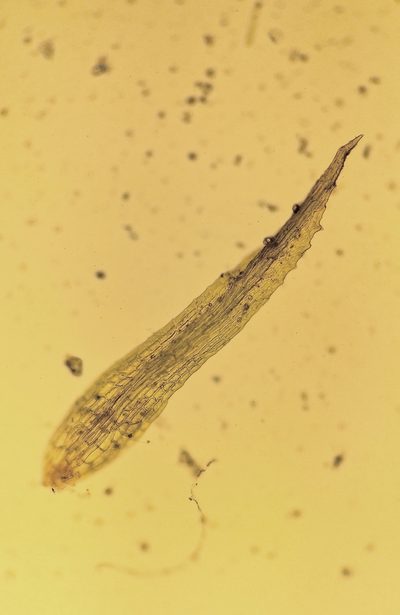 Ephemerum recurvifolium, photographed by George Greiff