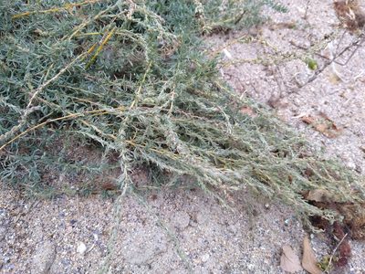 Bassia prostrata, photographed by Anna Petrosyan