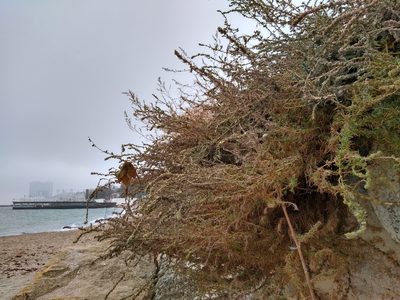 Bassia prostrata, photographed by Anna Petrosyan