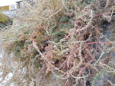 Bassia prostrata, photographed by Anna Petrosyan