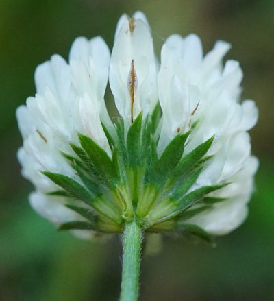 Trifolium alexandrinum, photographed by Patrick Hacker