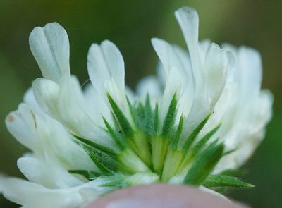 Trifolium alexandrinum, photographed by Patrick Hacker