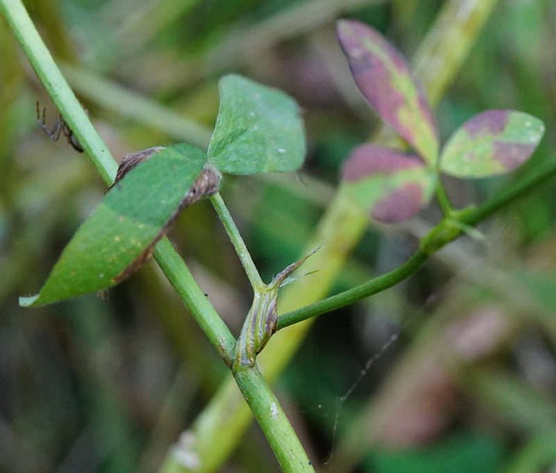 Trifolium alexandrinum, photographed by Patrick Hacker