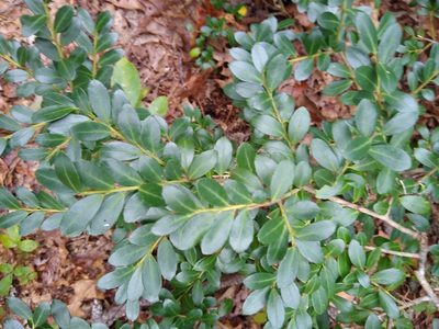 Ilex crenata, photographed by Quinn Shemet