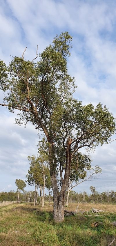 Eucalyptus populnea, photographed by Bethlea Bell