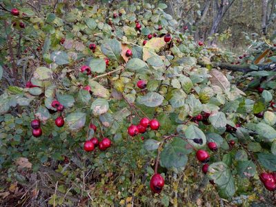Crataegus laevigata, photographed by Vladimír Fuka