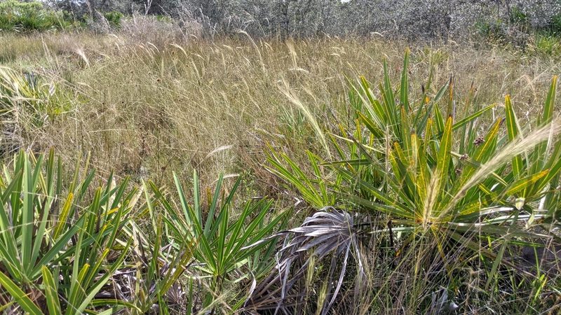 Aristida spiciformis, photographed by Stephanie C