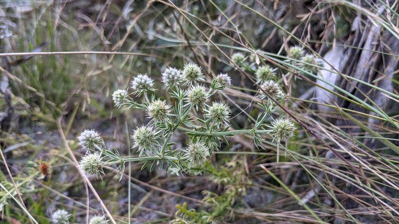 Eryngium aromaticum, photographed by Stephanie C