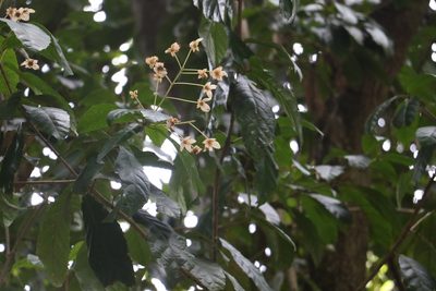 Sloanea australis, photographed by Greg Tasney