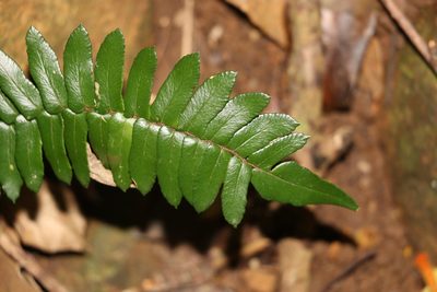 Pellaea falcata, photographed by Greg Tasney