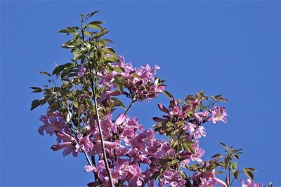 Handroanthus heptaphyllus, photographed by Hugo Hulsberg