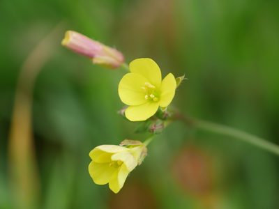 Diplotaxis muralis, photographed by Johan Kjær Prehn