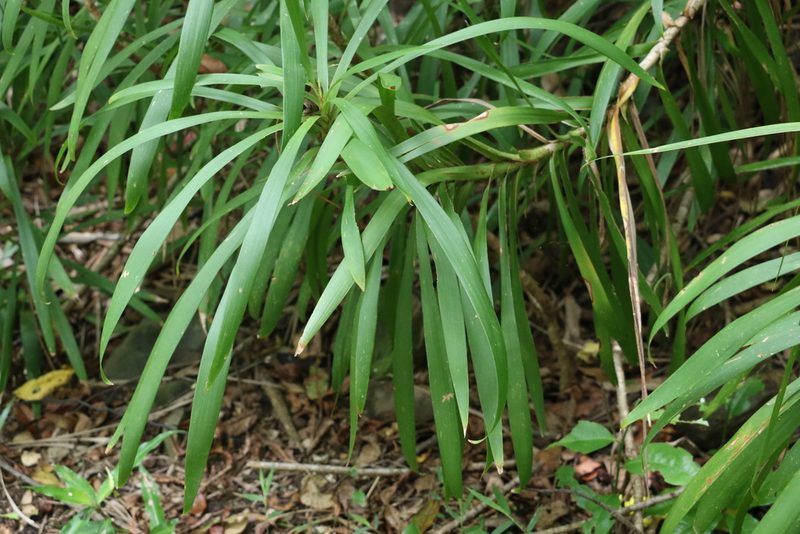 Cordyline stricta, photographed by Greg Tasney