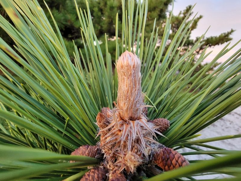 Pinus thunbergii, photographed by the swamp ass