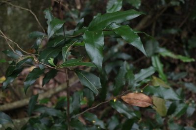 Meiogyne stenopetala, photographed by Greg Tasney