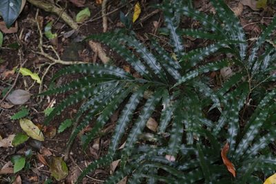 Pteris umbrosa, photographed by Greg Tasney